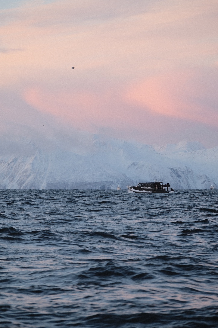A boat on the fjord beneath pink clouds