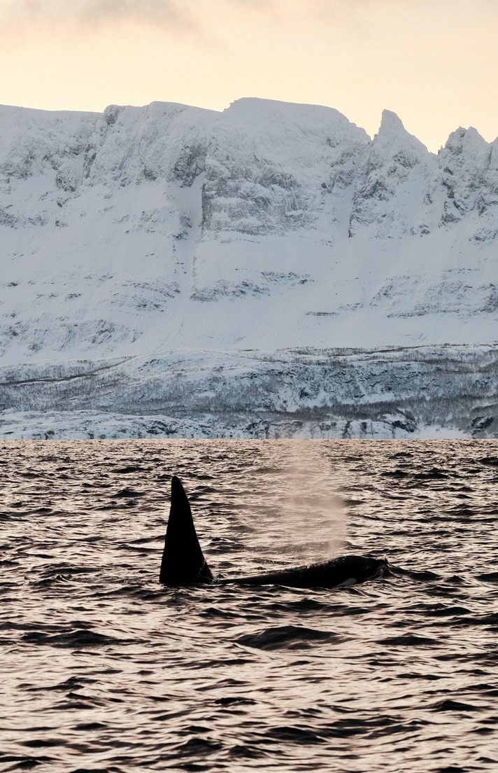 Orcas surfacing beneath snow-covered mountains