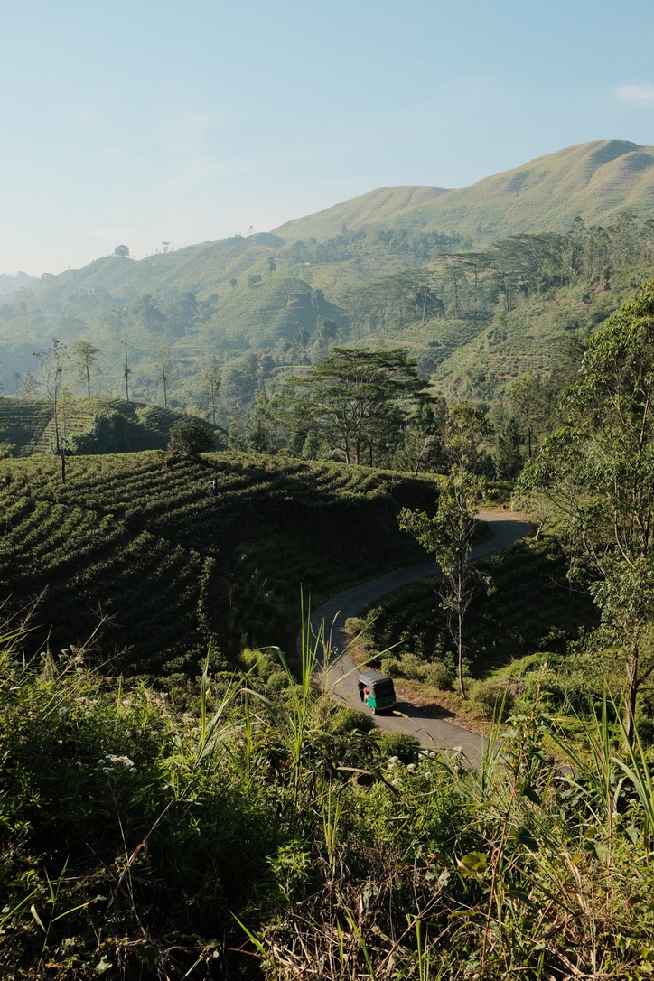 Tea terraces beneath green hills